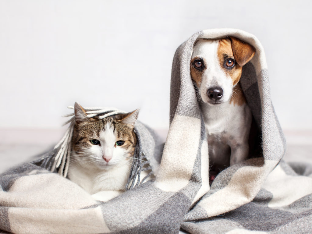 Dog and cat under a plaid blanket